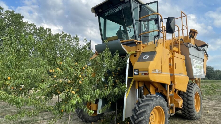 Πρώτη πανελλαδικά μηχανική συγκομιδή ροδάκινων (φωτ. & βίντεο)