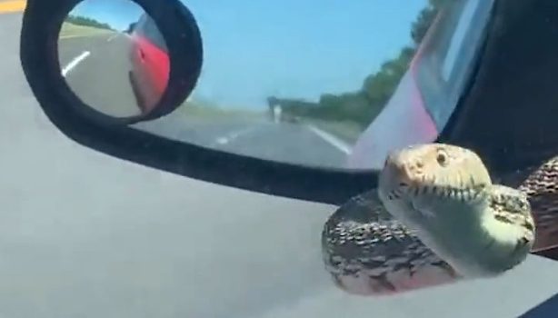 Πήγε να κοιτάξει το καθρέφτη του ΙΧ της και είδε ένα φίδι να την κοιτάει