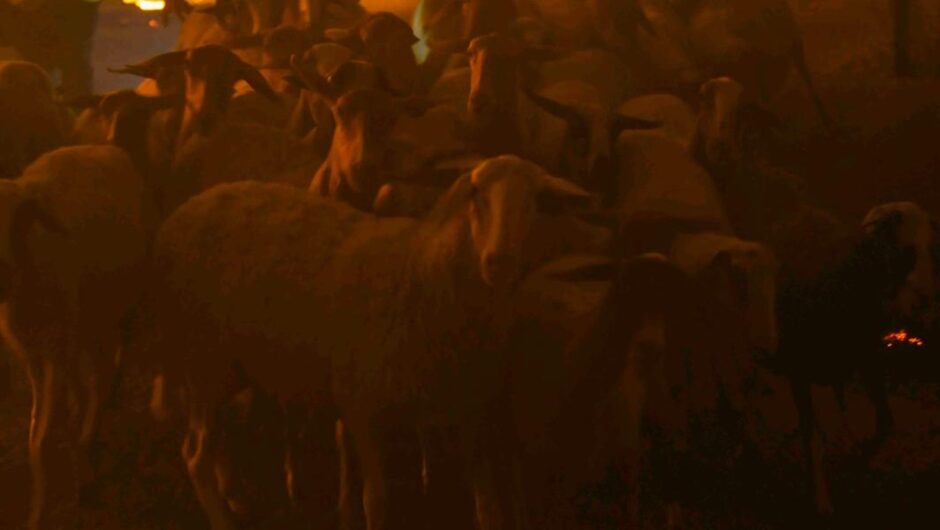 Πρόβατα είναι. Άσ’ τα να καούν