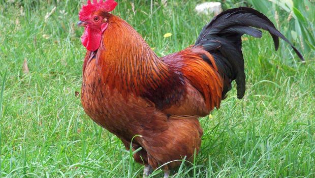 Γιατί τους δειλούς τους λέμε κότες;