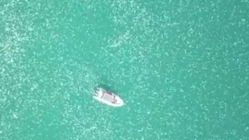 Ισραήλ / Πρωτοφανείς εικόνες – Γέμισε μέδουσες η θάλασσα