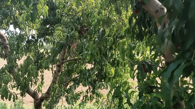 Έκλεψαν μέρα μεσημέρι τρεις τόνους νεκταρίνια από περιβόλι στον Τύρναβο