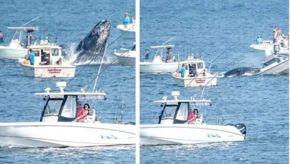 Φάλαινα πήδηξε έξω από το νερό και χτύπησε σκάφος στη Μασαχουσέτη – Δείτε βίντεο