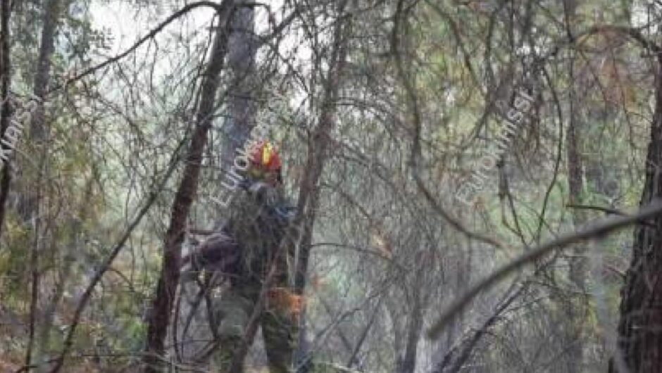 WWF / Ανείπωτη θλίψη για το εθνικό πάρκο Δαδιάς