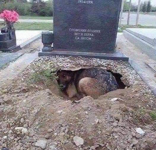 Ένας άνθρωπος πέθανε και άφησε το σκύλο του…