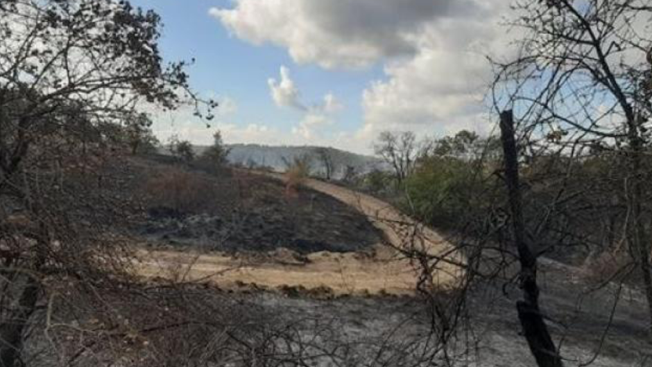 Έβρος / «Φυτεύουν» ανεμογεννήτριες δίπλα στο καμένο δάσος της Δαδιάς