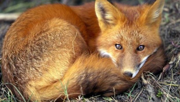 Ξύπνησαν και είδαν… μια αλεπού να τους κοιτάει – Απίστευτη ιστορία ζευγαριού