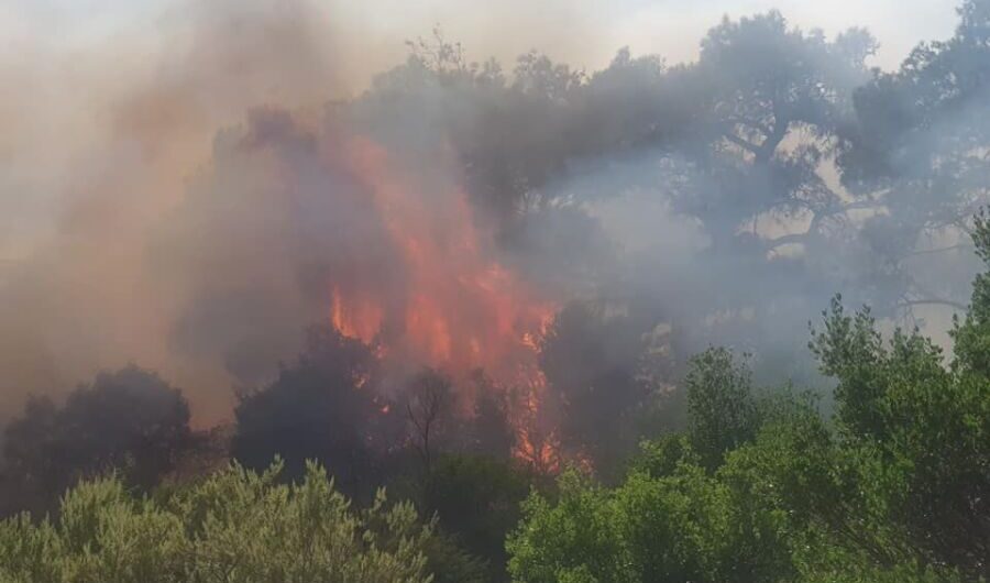 Η επόμενη ημέρα στο Εθνικό Πάρκο Δαδιάς