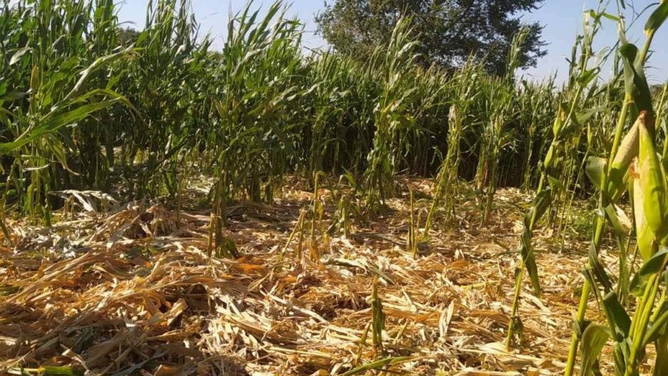 Κοπάδια αγριογούρουνων «σαρώνουν» καλλιέργειες στην Π.Ε. Λάρισας (φωτ.)