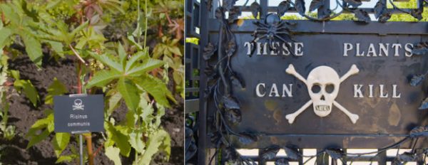 Αγγλία: Μέσα στον πιο θανατηφόρο κήπο στον κόσμο