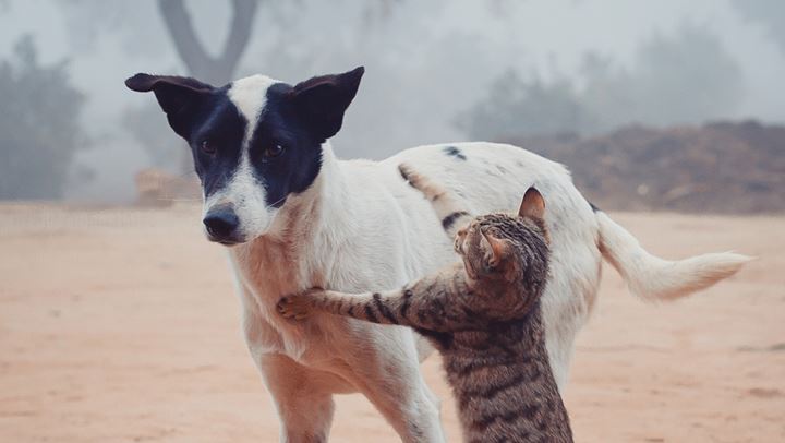 Πώς να διατηρήσετε τα κατοικίδια σας δροσερά το καλοκαίρι