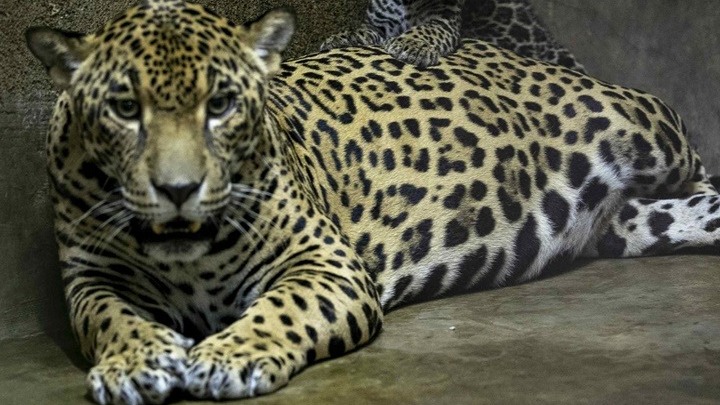 Το διάσημο τζάγκουαρ της Αριζόνα εντοπίστηκε στο Μεξικό