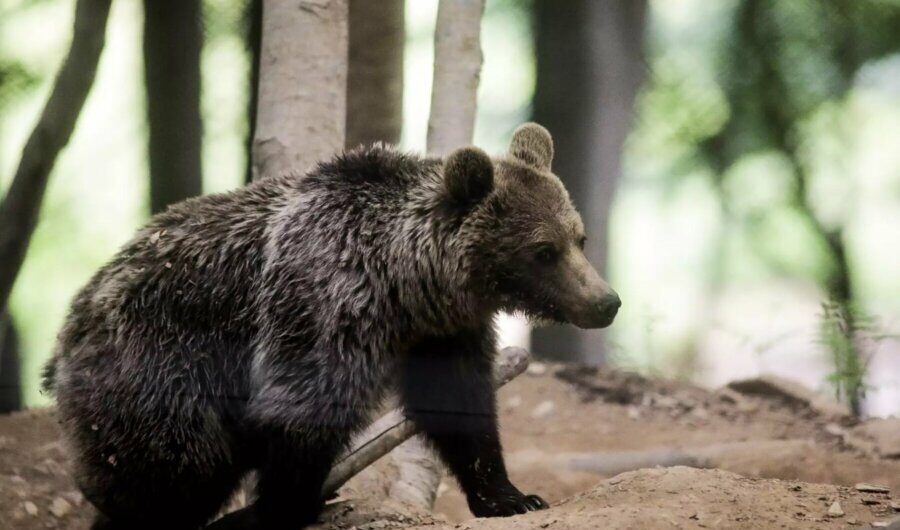 Φλώρινα: Σκότωσαν 3 αρκούδες στο Σκλήθρο – Θήλαζε τα μωρά της η μία που δέχτηκε σφαίρες