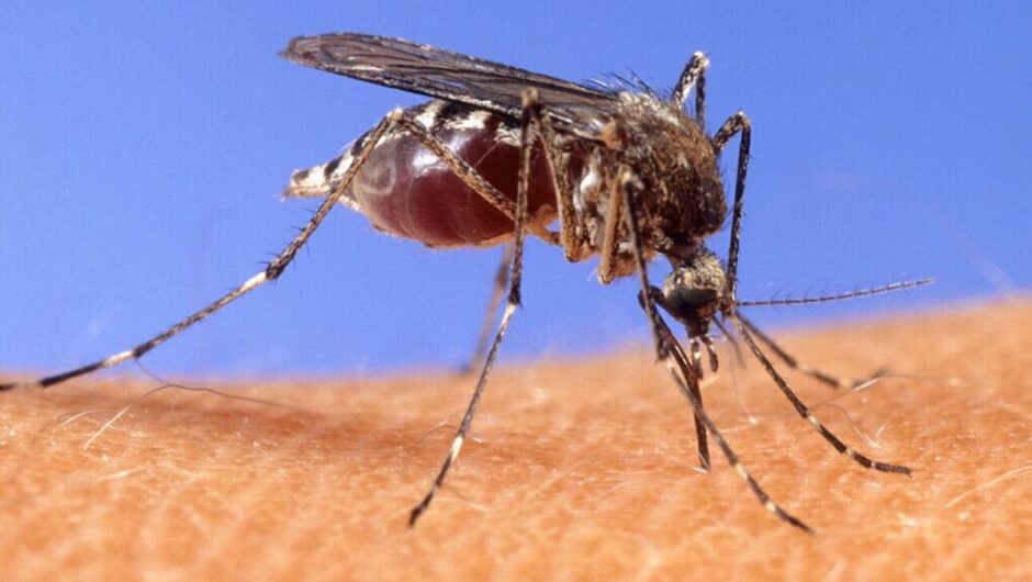 «Καλπάζουν» οι λοιμώξεις λόγω κλιματικής αλλαγής – Πώς η υπερθέρμανση οδηγεί σε υπερμετάδοση ιών