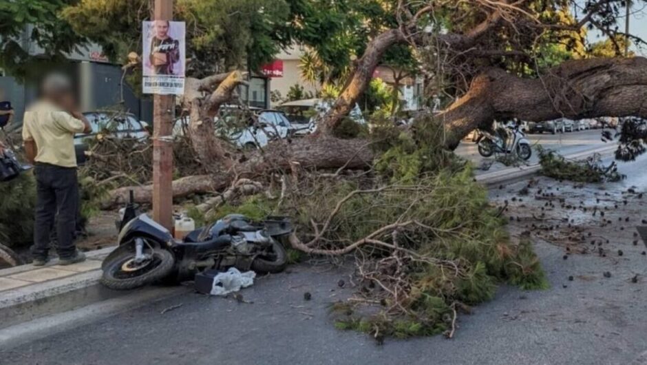 Κρήτη: Βίντεο ντοκουμέντο με τη στιγμή της πτώσης δέντρου που σκότωσε τον 51χρονο