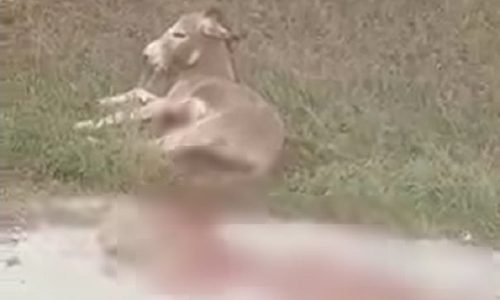 Αποτρόπαιο: Έσερνε γάιδαρο με αυτοκίνητο μέσα σε χωριό!