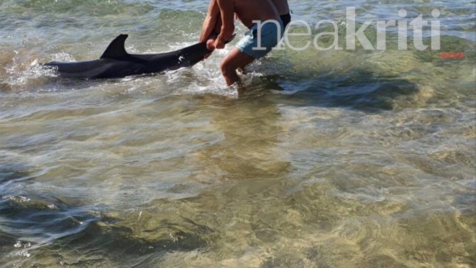 Λυπηρές εικόνες στο Ηράκλειο: Νεκρό δελφίνι που είχε βγει στην ακτή – Λουόμενοι έδωσαν μάχη να το σώσουν