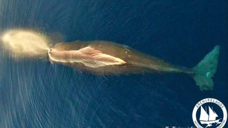 Εντυπωσιακό στιγμιότυπο από φάλαινα στα νερά του Αιγαίου – Βγάζει νερό από τον φυσητήρα της