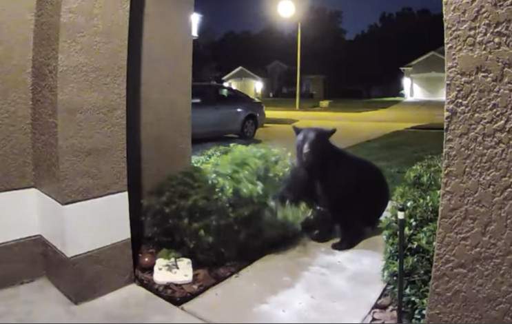 Ξεκαρδιστικό βίντεο: Κυνήγησαν την αρκούδα και άρχισαν να της… μουγκρίζουν για να σώσουν τον σκύλο τους