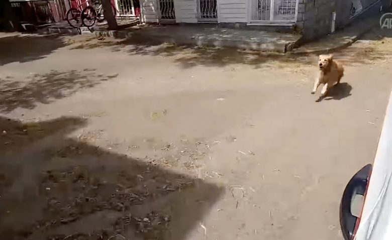 Το συγκλονιστικό βίντεο ενός πιστού Γκόλντεν Ριτρίβερ που τρέχει πίσω από το ασθενοφόρο που μεταφέρει τον κηδεμόνα του στο νοσοκομείο