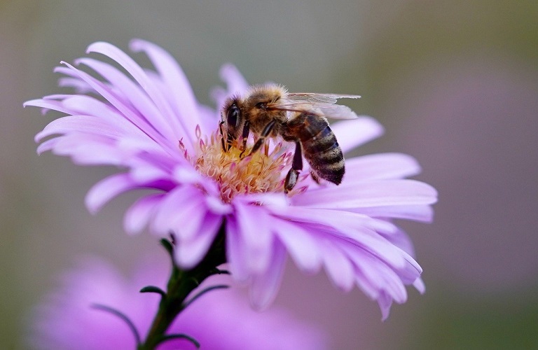 «Προσοχή» προστατεύουμε τις μέλισσες