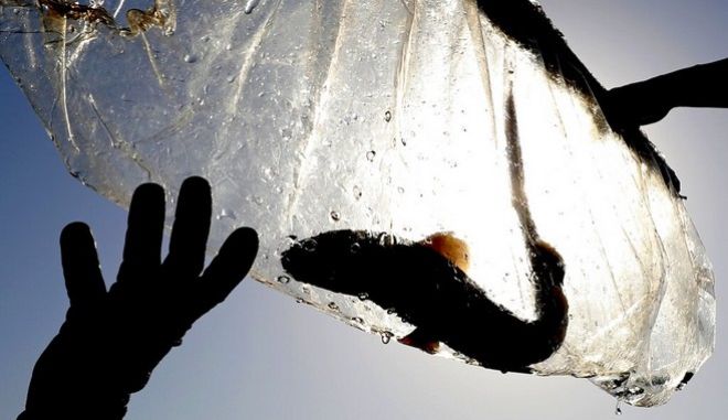 Εξελιγμένο είδος καρχαρία μπορεί να περπατά σε στεριά μέχρι και για δύο ώρες