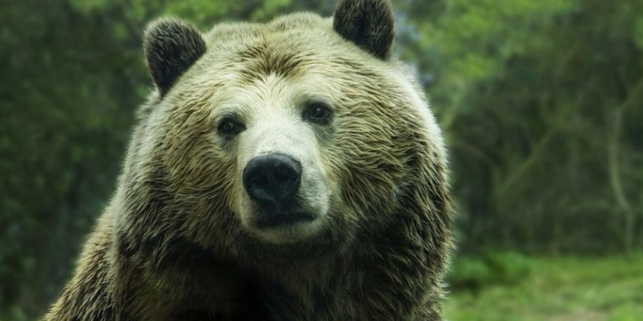 Viral βίντεο με αρκούδα που χτυπάει το κουδούνι σπιτιού στη Νότια Καρολίνα