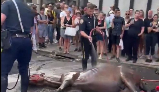 Νέα Υόρκη: Άλογο άμαξας κατέρρευσε κι ο οδηγός το χτυπούσε – Οργή περαστικών και οργανώσεων(σκληρές εικόνες)