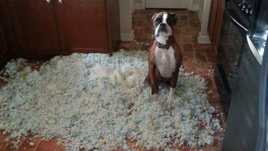 11 σκυλιά που έκαναν τη ζημιά και τώρα το παίζουν «πάπιες»!