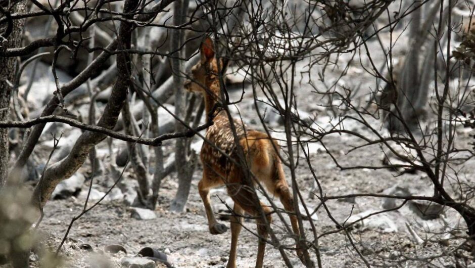 Φιλοζωικές οργανώσεις / Να απαγορευτεί το κυνήγι στις πυρόπληκτες περιοχές της τελευταίας διετίας