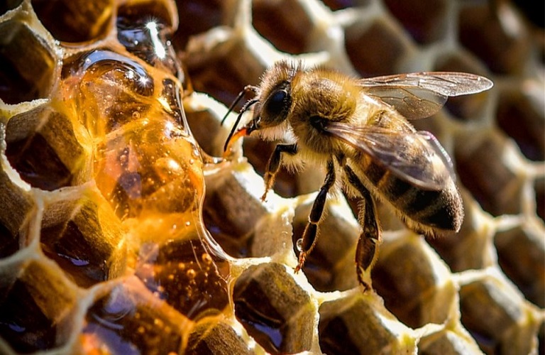 Μέλισσες: Το Μικρό Σκαθάρι της Κυψέλης «τρώει» το μέλι