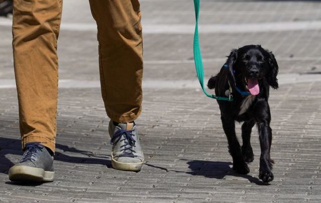 Βρετανία: Εγκαταλείπουν κατοικίδια λόγω αύξησης του κόστους ζωής