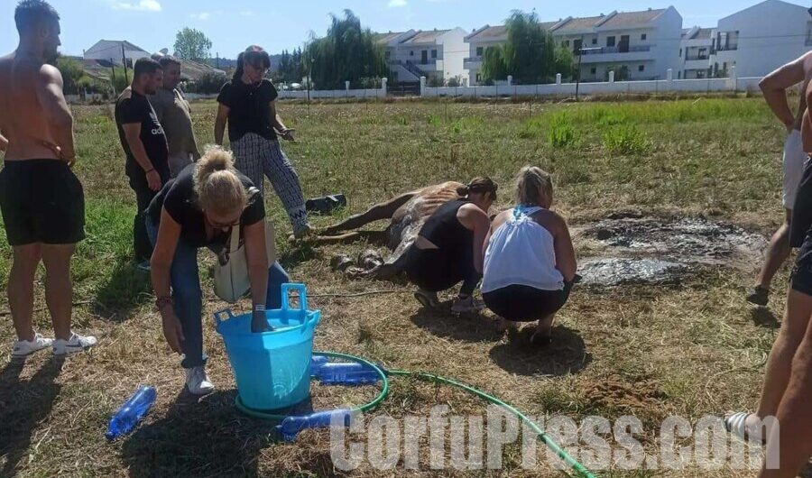 Κέρκυρα: Άλογο πέθανε υποφέροντας δεμένο κάτω από τον ήλιο