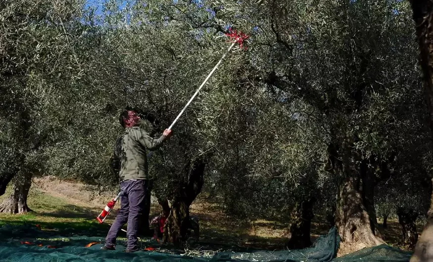 Χαλκιδική: 15.000 άνεργοι στα μητρώα του ΟΑΕΔ αλλά αναζητούν… 5.000 εργατικά χέρια για την συγκομιδή της ελιάς