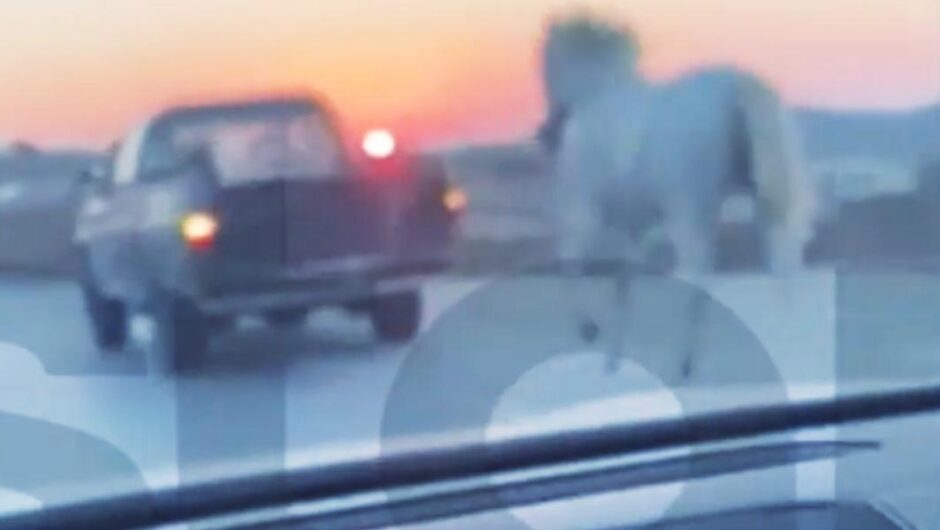 Μύκονος / Έδεσε το άλογο στο φορτηγάκι και βγήκε στο δρόμο