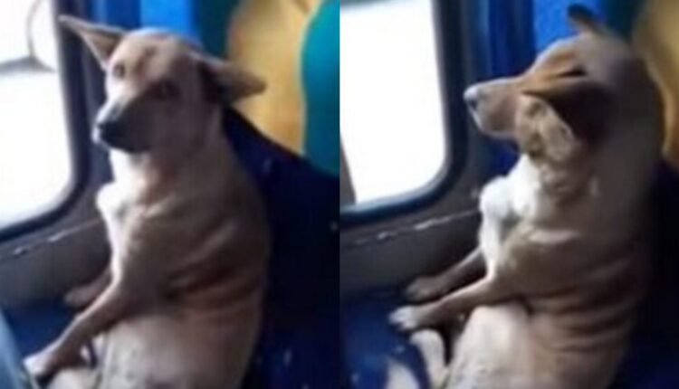 Ο Οδηγός Απέκτησε….Συνοδηγό: Αδέσποτος Σκύλος Δεν Κατεβαίνει Από Το Λεωφορείο Μετά Το Τέλος Του Δρομολογίου (Vid)