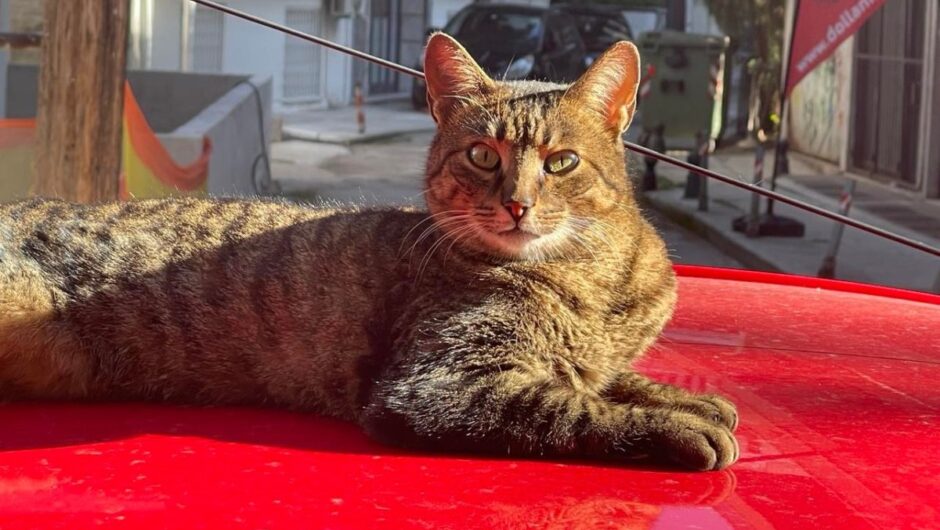 Αμπελώνας: Έριξαν φόλα σε αυλή που παίζουν παιδιά και σκότωσαν γάτα