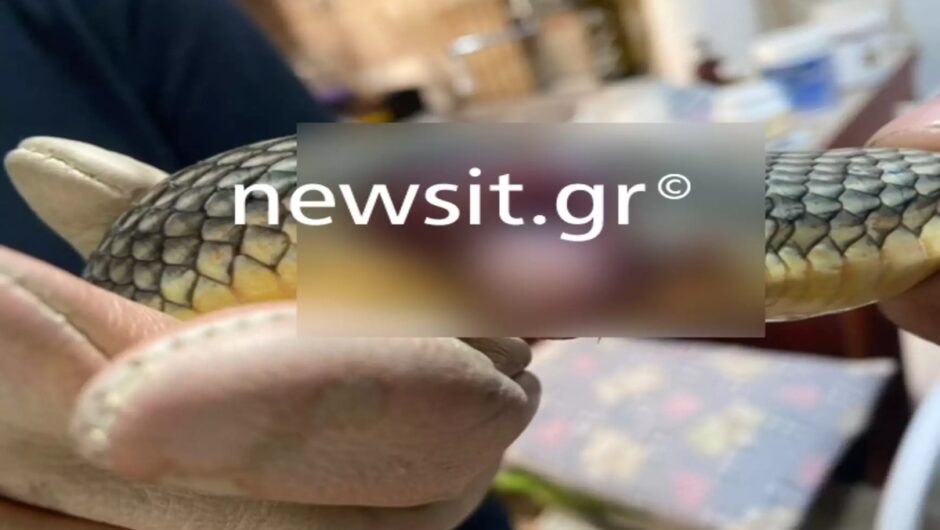 Χαλκιδική: Η στιγμή που φίδι βγαίνει από ομπρέλα σε beach bar