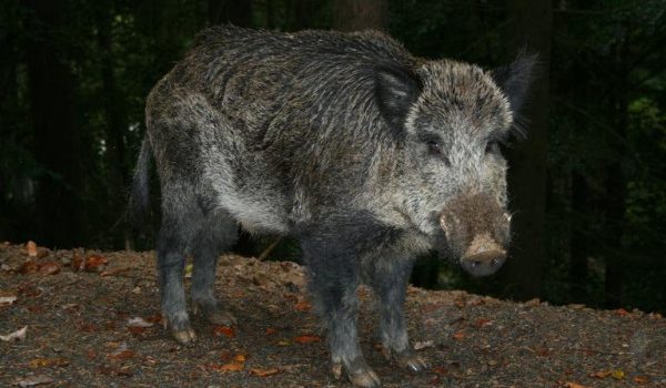 Φθιώτιδα: Τραυματισμένο αγριογούρουνο επιτέθηκε σε νεαρό κυνηγό