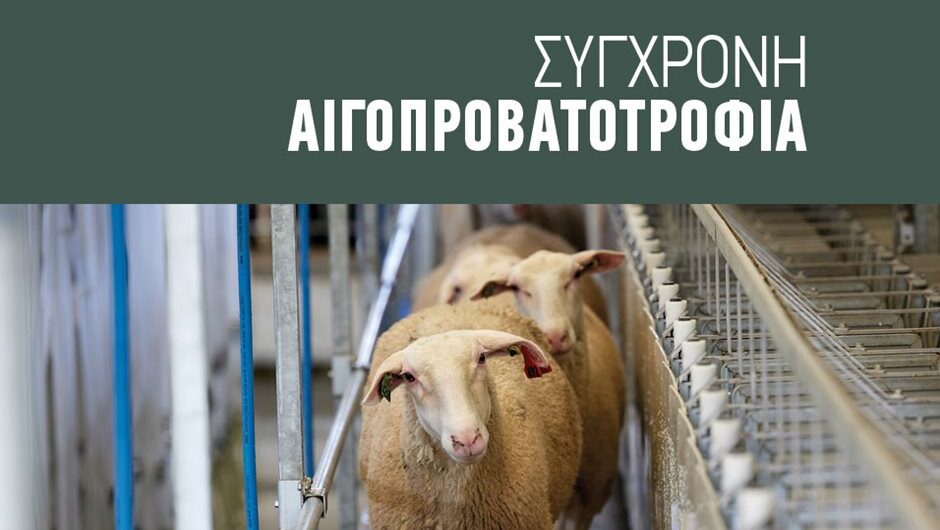 Επενδύσεις και εκτάσεις σε κτηνοτρόφους για νέα αρχή στην προβατοτροφία