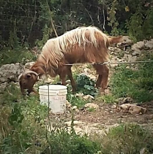 Η ΙΣΤΟΡΙΑ ΕΝΟΣ ΜΠΑΤΣΟΥ