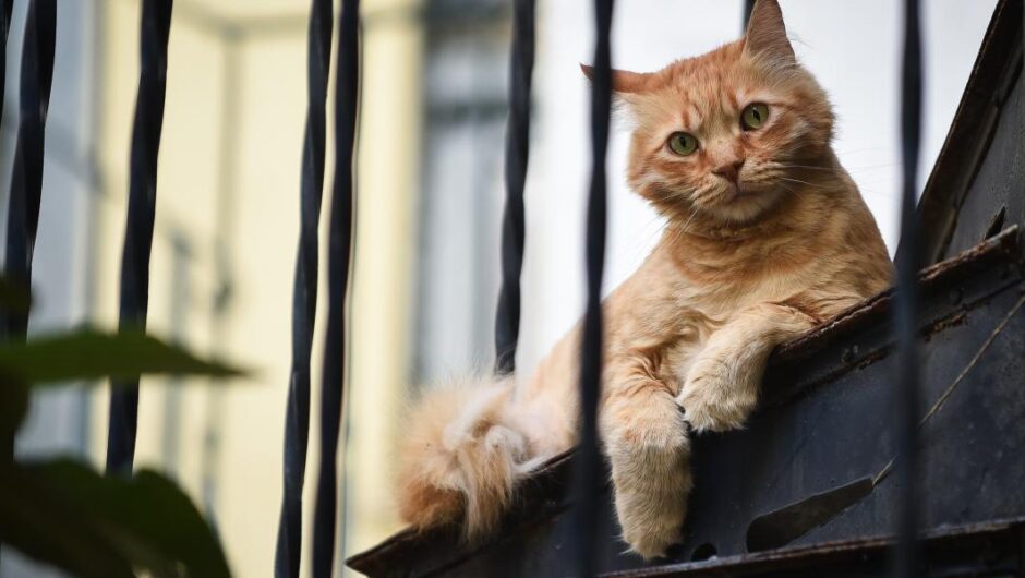 Η χρησιμότητα της γάτας