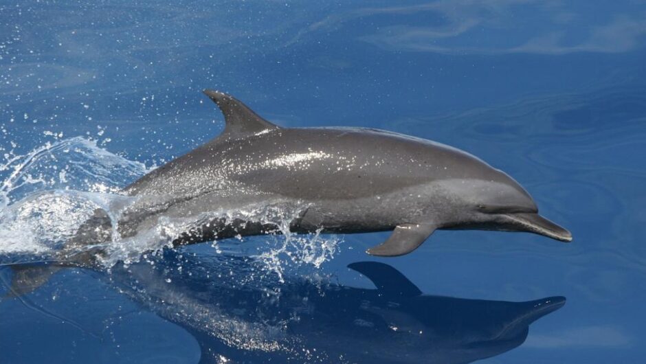 WWF / Μέσα σε 50 χρόνια μειώθηκε κατά 69% ο πληθυσμός της άγριας ζωής