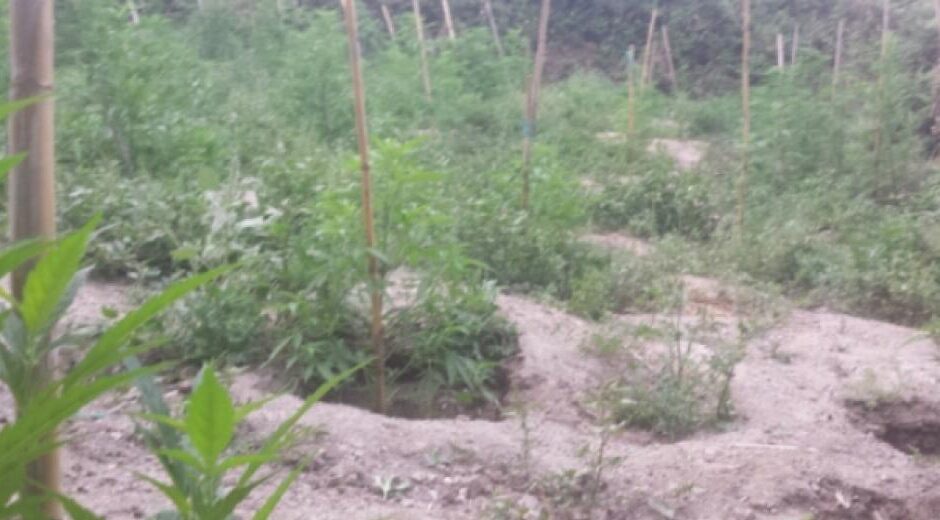 Ένα «λιβάδι» χασίς στην Ηλεία – 11 συλλήψεις