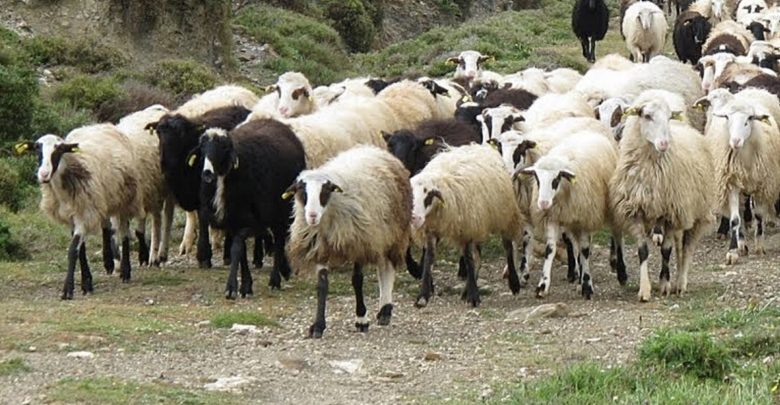 Ζωοκλέφτες ρημάζουν κοπάδια στο Τρίκερι