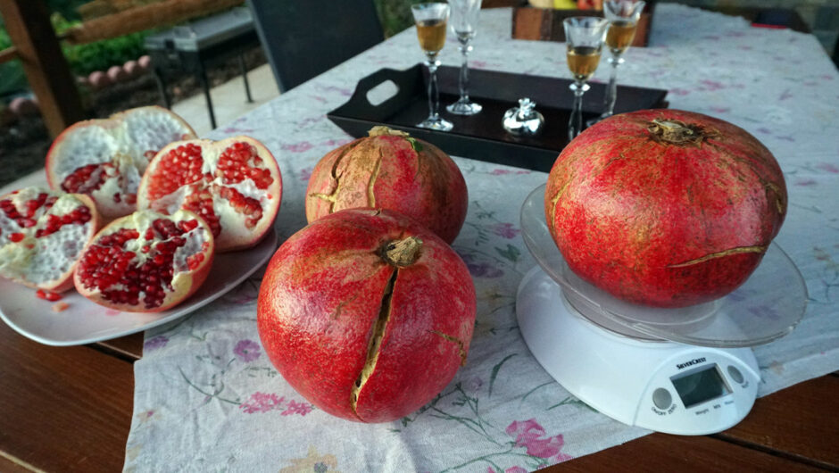 Νίκαια Λάρισας: Ρόδι 2,5 κιλά! (φωτ. & βίντεο)