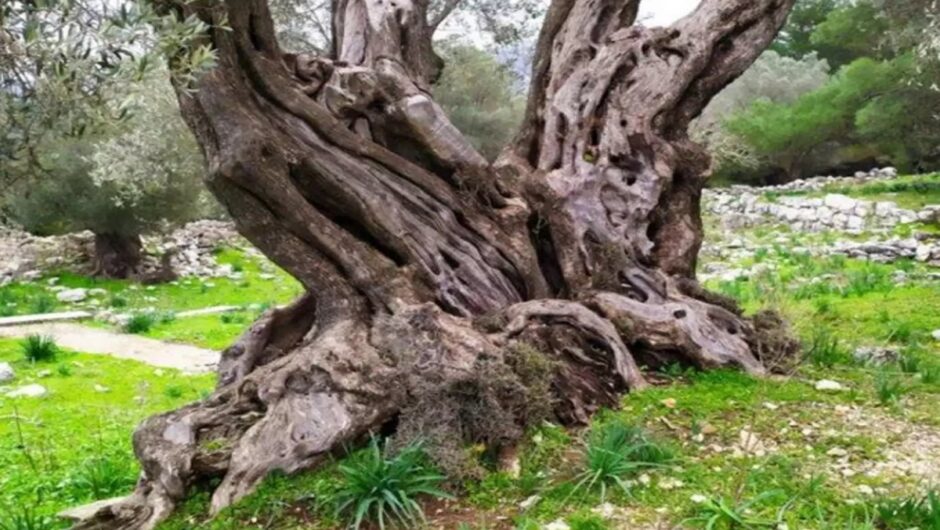 Ρόδος: Αυτό είναι το ελαιόδεντρο των 2.000 ετών