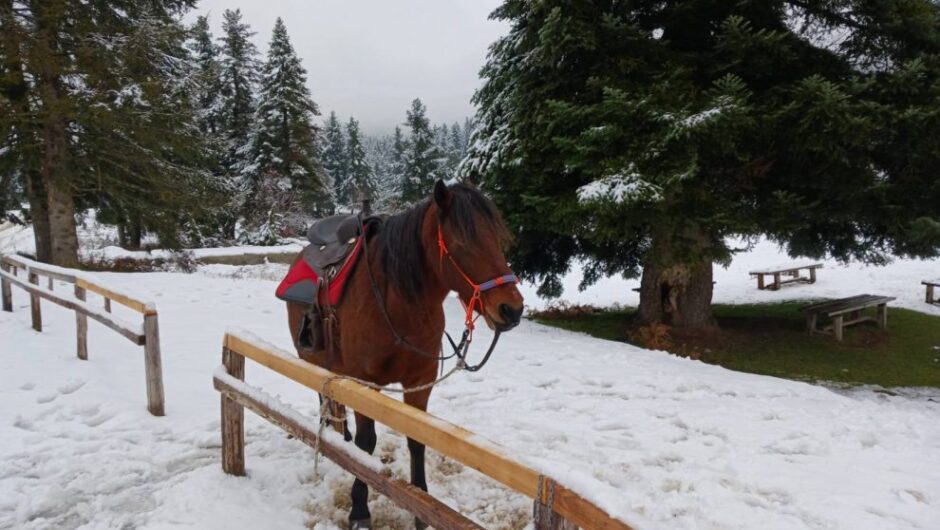 Εικόνες και video από τα πρώτα χιόνια στο Περτούλι