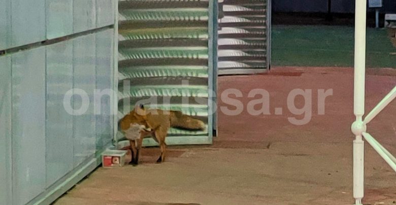 Λάρισα: Αλεπού βγήκε βόλτα σε… σούπερ μάρκετ στη Γιάννουλη – Δείτε φωτογραφίες