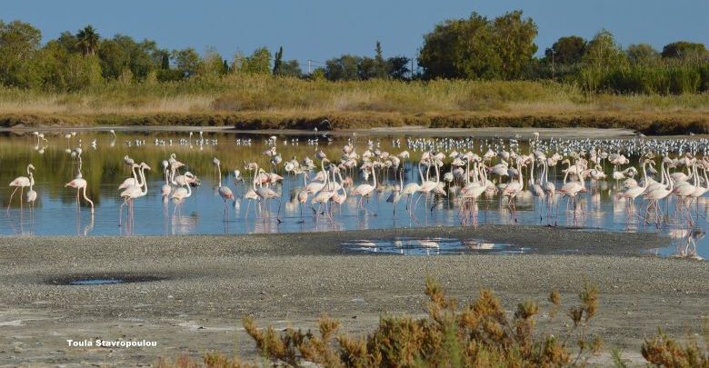 Λιμνοθάλασσα Αλυκής Αιγίου: Το εντυπωσιακό οικοσύστημα και καταφύγιο άγριας ζωής